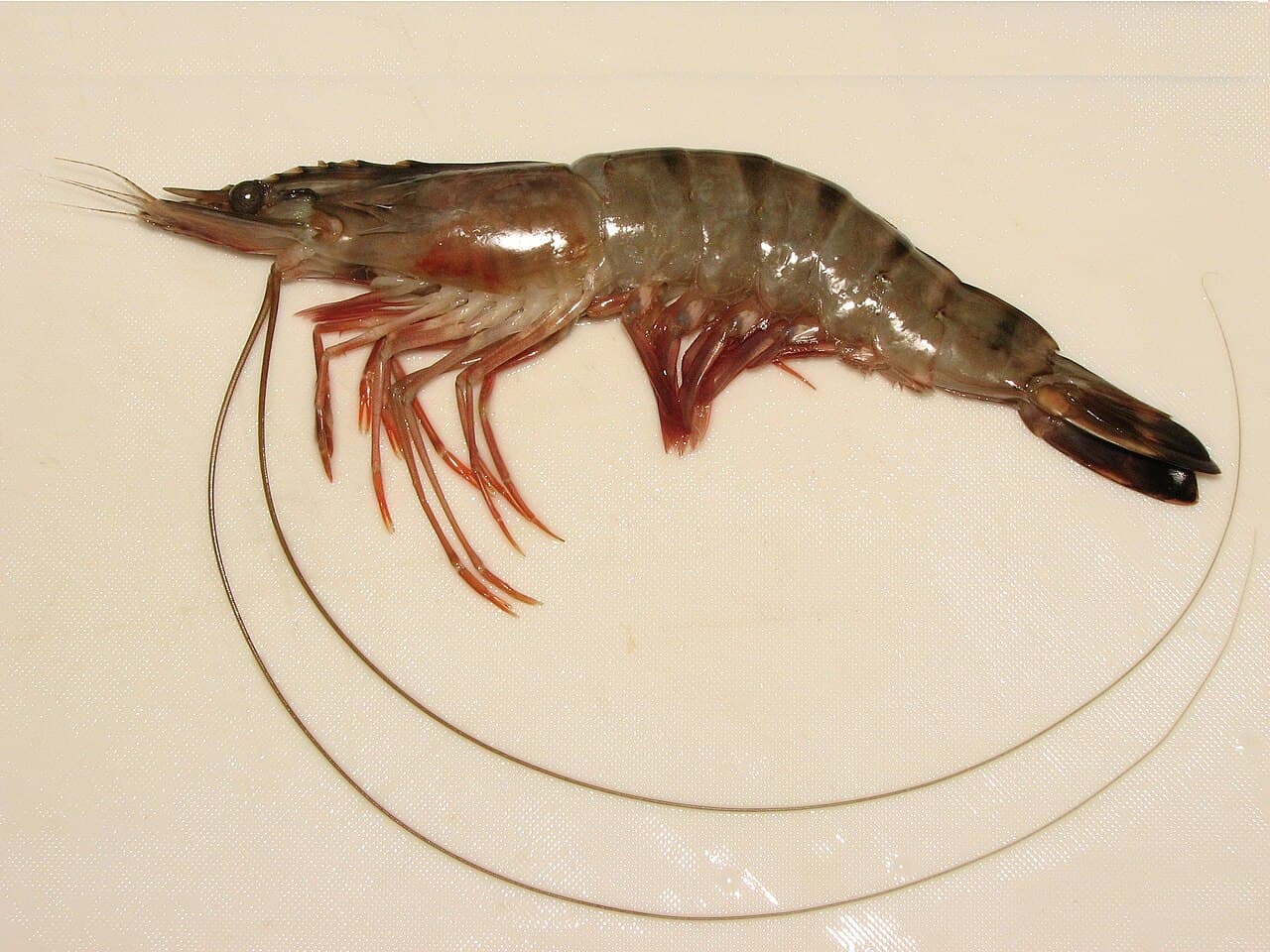 Black Tiger Prawns — Illustrative product photograph