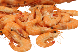 Gekookte Gamba's (Crevettes) — Schaap's Vishandel Leiden