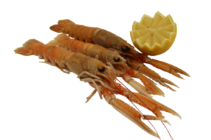 Langoustines — Schaap's Vishandel Leiden